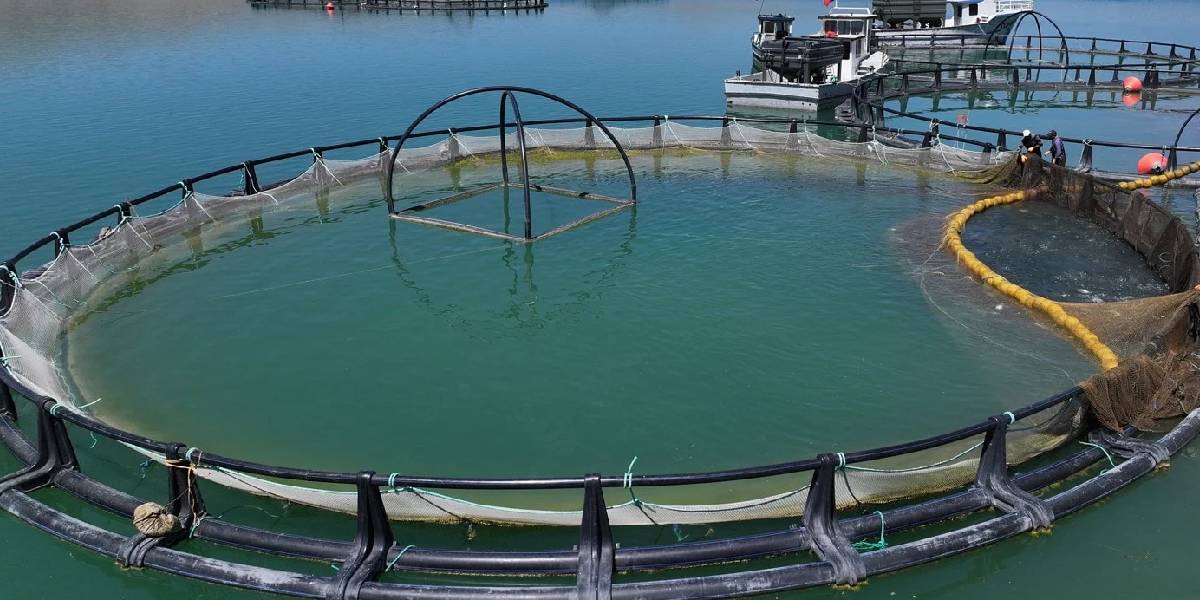 kayseride-turk-somonu-2