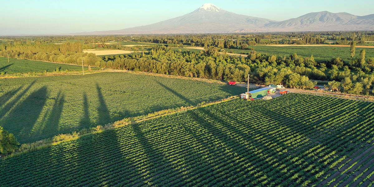 igdirda-karpuz-hasadi-basladi-2