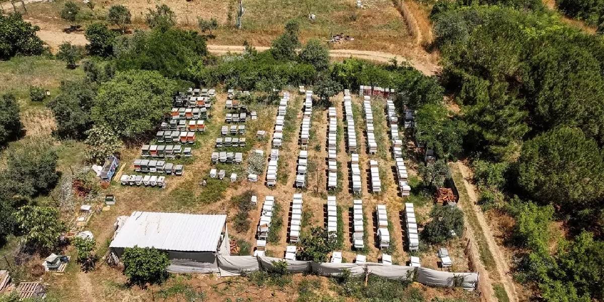 bursa-niluferde-ari-sutu-1