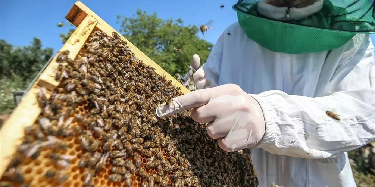 bursa-niluferde-ari-sutu-2