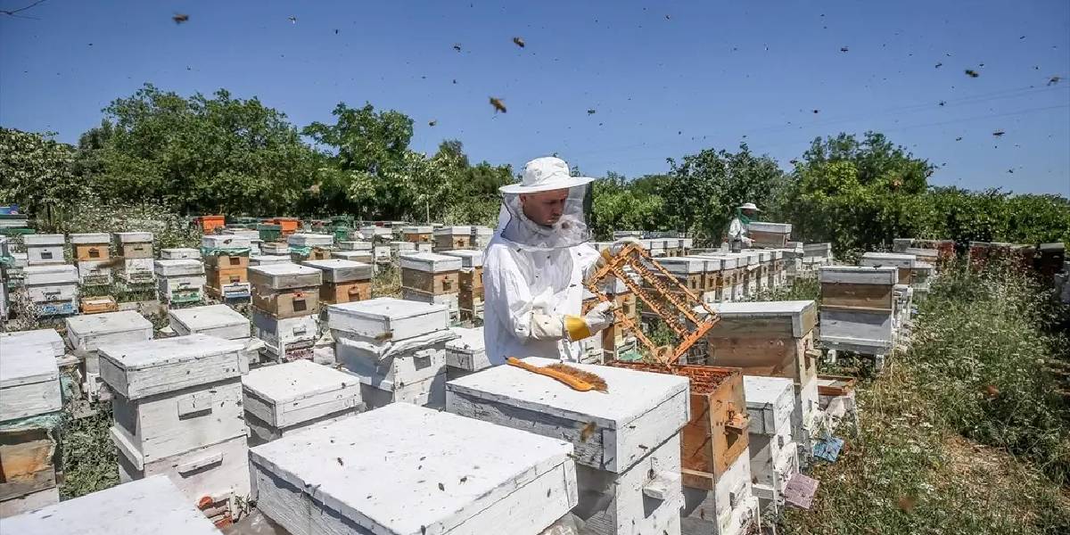 bursa-niluferde-ari-sutu-3