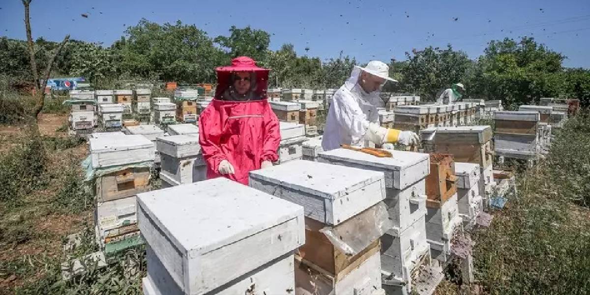 bursa-niluferde-ari-sutu-5