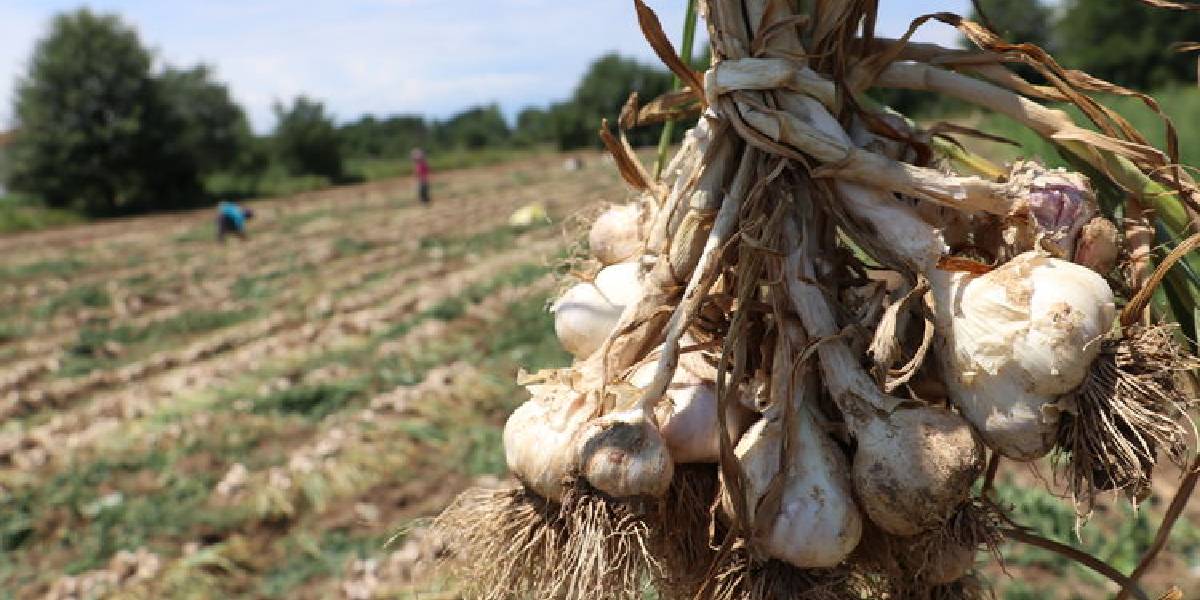 kastamonuda-taskopru-sarimsagi-hasadi-basladi-2