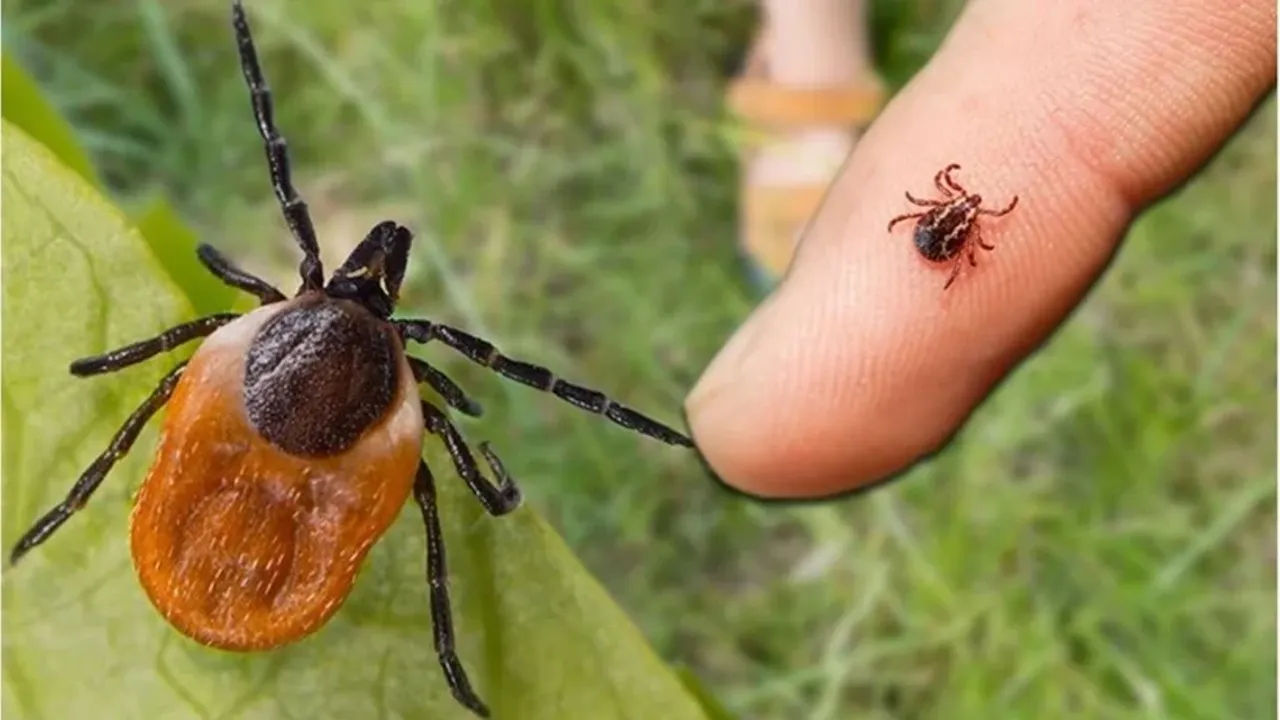 kene-kabusu-devam-ediyor-bir-gunde-iki-can-aldi-ehm3