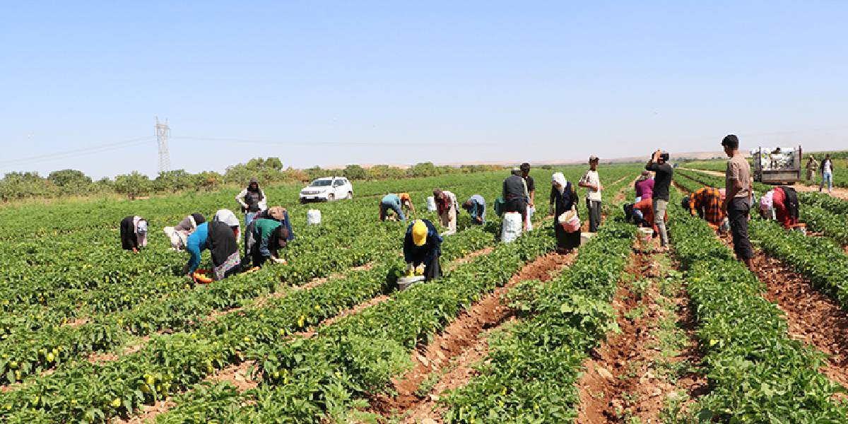 kiliste-biber-hasadi-1