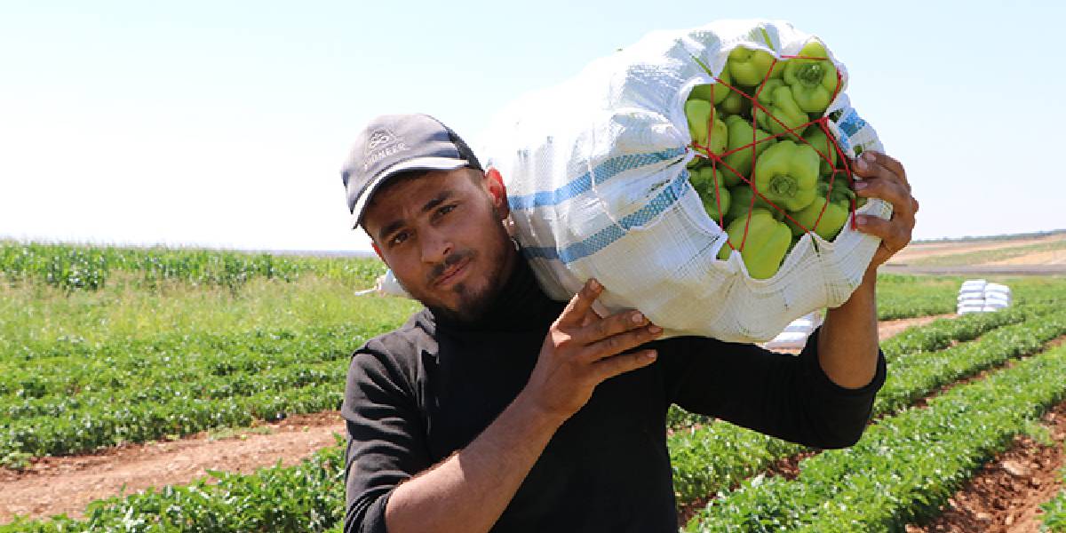 kiliste-biber-hasadi-2