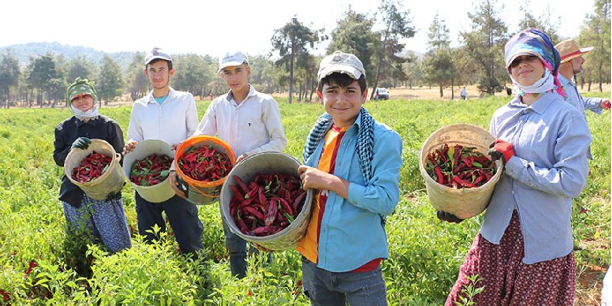 kiliste-biber-hasadi-3