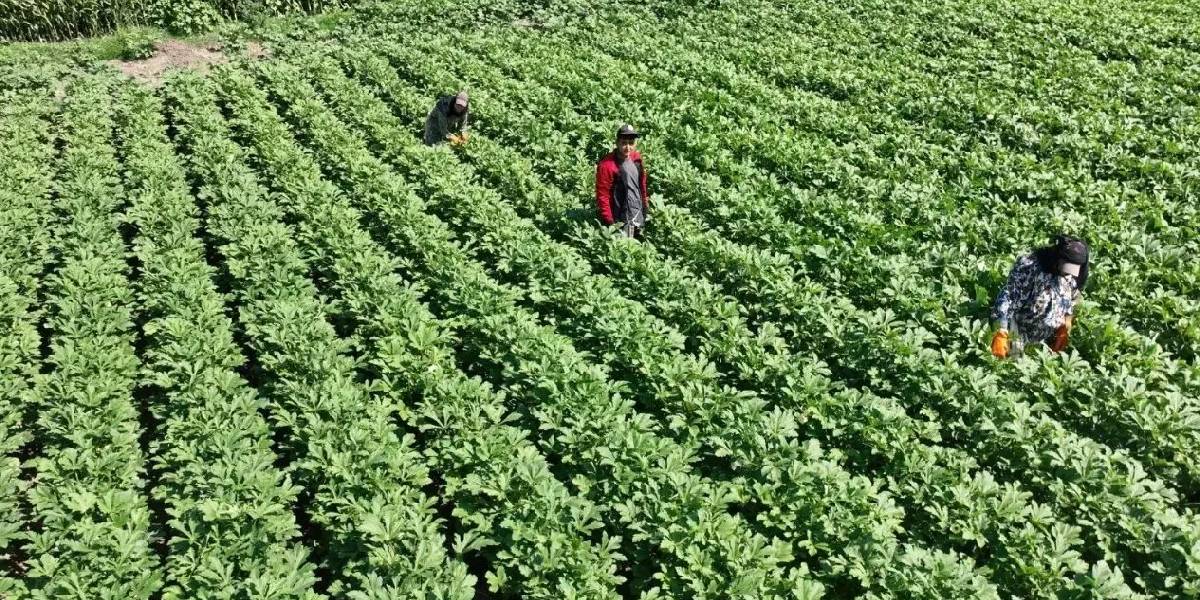 osmaniyede-bamya-hasadi-basladi-1