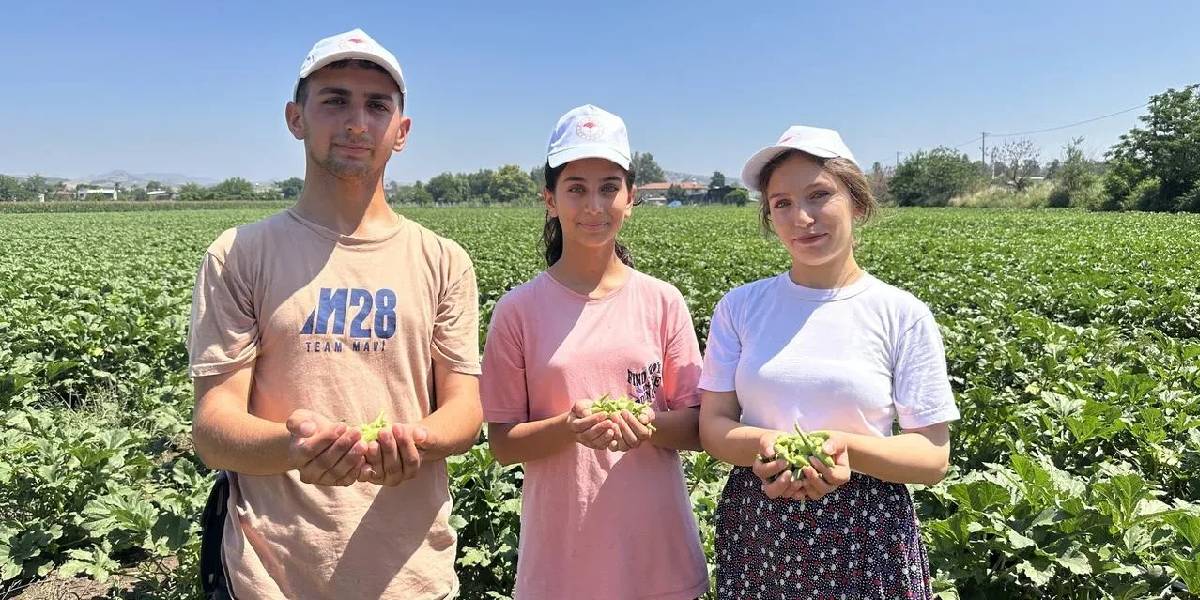 osmaniyede-bamya-hasadi-basladi-2