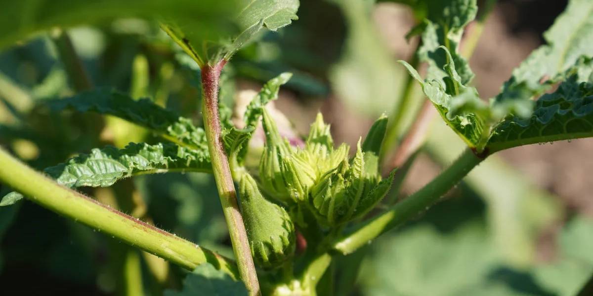 osmaniyede-bamya-hasadi-basladi-3