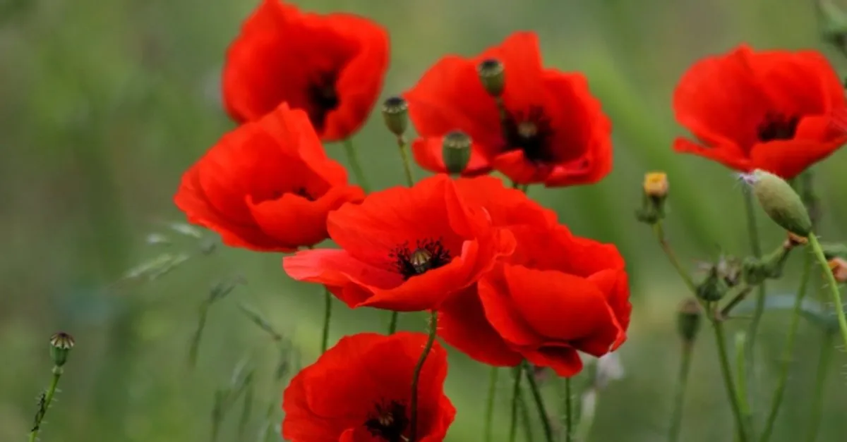 1200x627-gelincik-cicegi-anlami-gelincik-ciceginin-anlami-nedir-ne-demek-e1-1646817438422