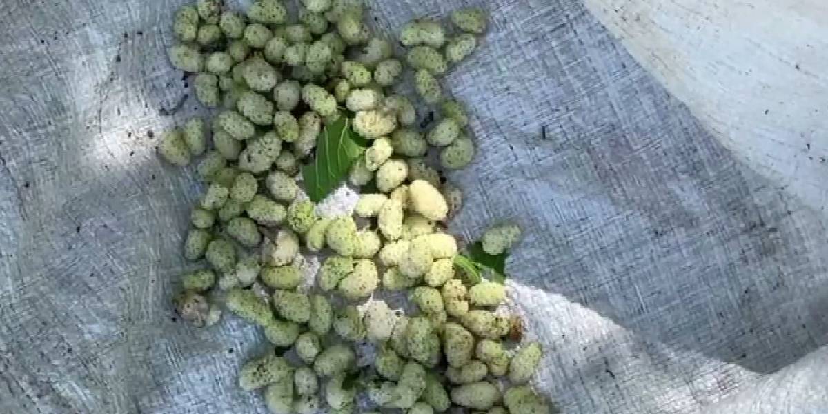 artvinde-dut-pekmezi-1