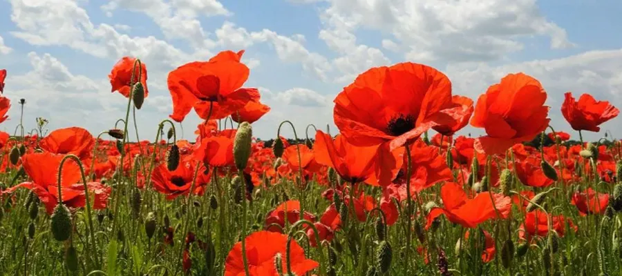 gelincik-cicegi-faydalari-1