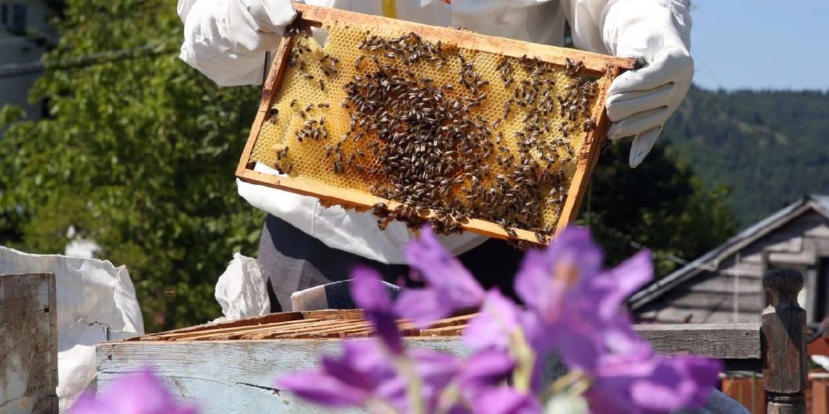 kastamonuda-deli-bal-uretimi-1