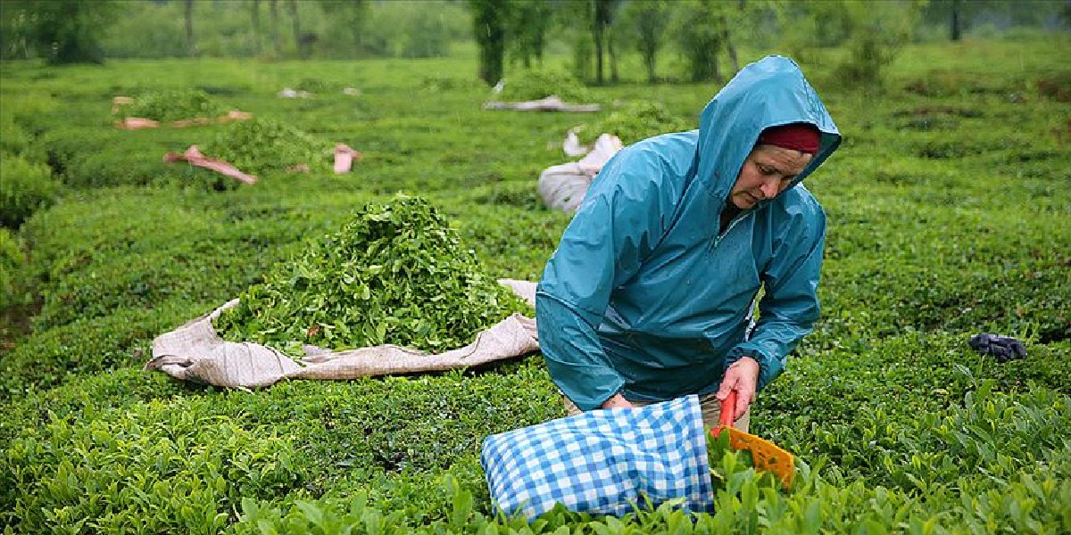 trabzon-of-cay-hasadi.jpg