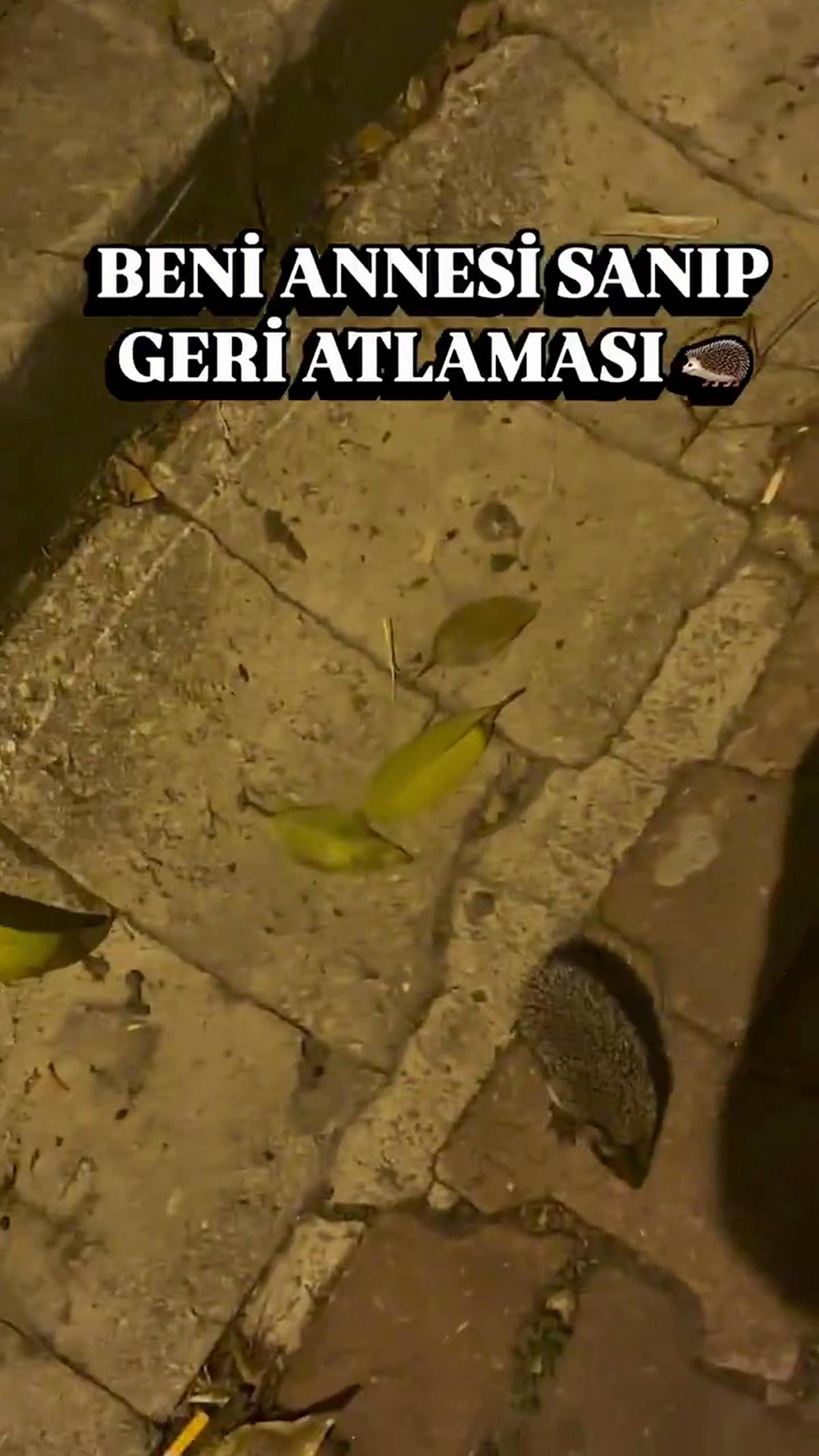 kirpiler-nasil-beslenir-ne-yer-1