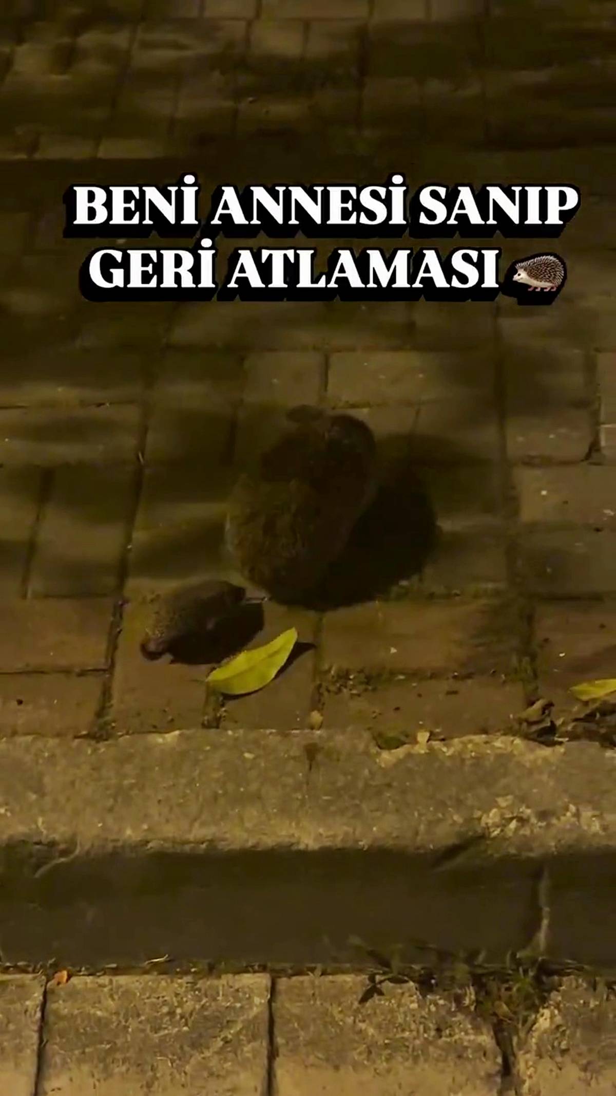 kirpiler-nasil-beslenir-ne-yer-2