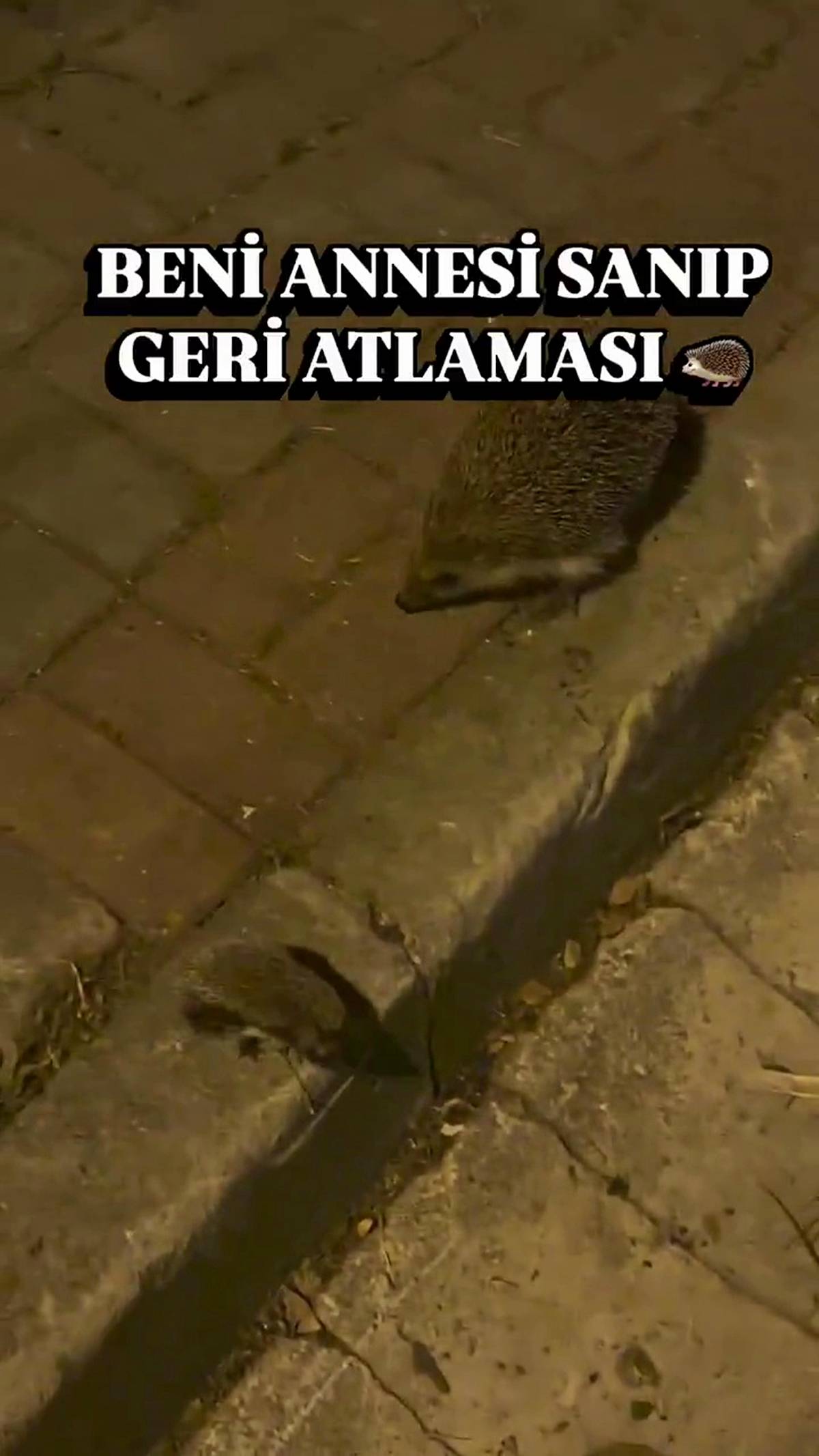 kirpiler-nasil-beslenir-ne-yer-3