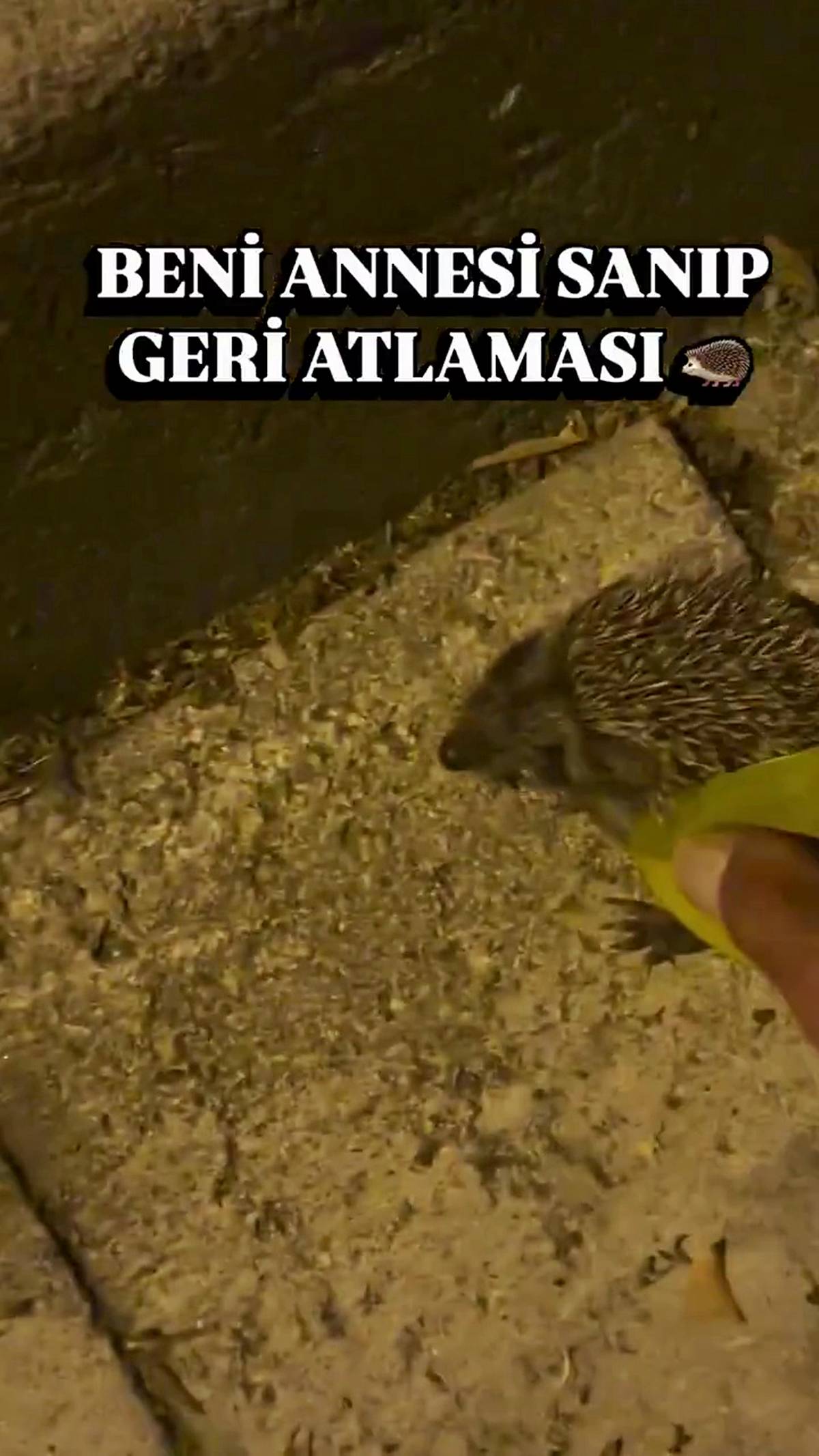 kirpiler-nasil-beslenir-ne-yer-4