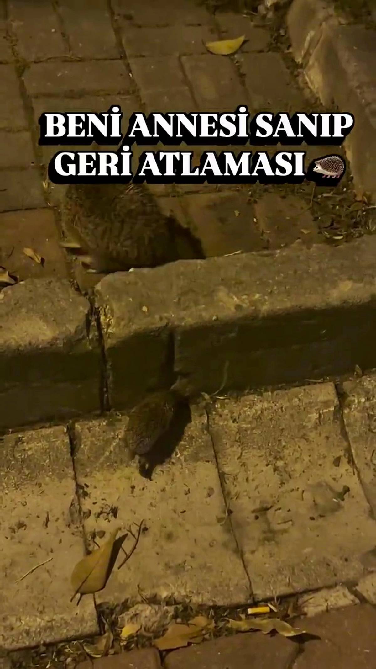 kirpiler-nasil-beslenir-ne-yer-5