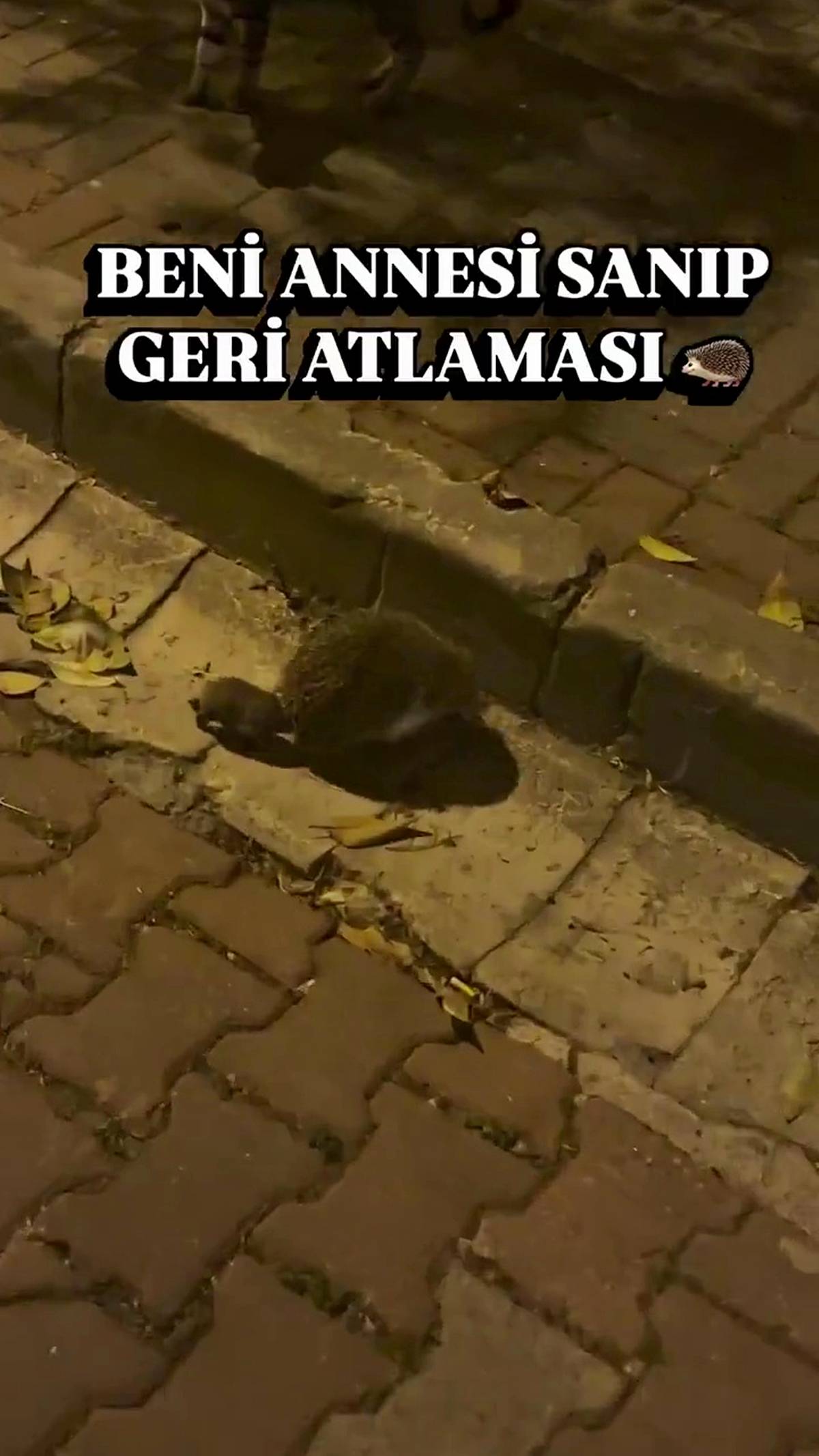 kirpiler-nasil-beslenir-ne-yer-6