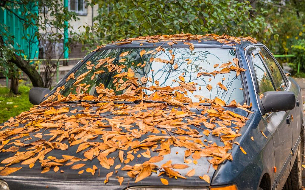 why-you-should-not-park-car-under-the-trees-for-a-long-time-body-128-10-22-1-1024x640.jpg