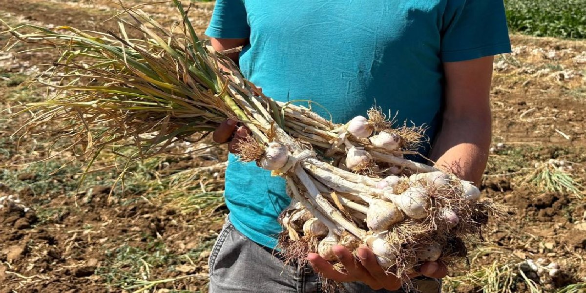 metin-kabadayi-tas-kopru-sarimsagi