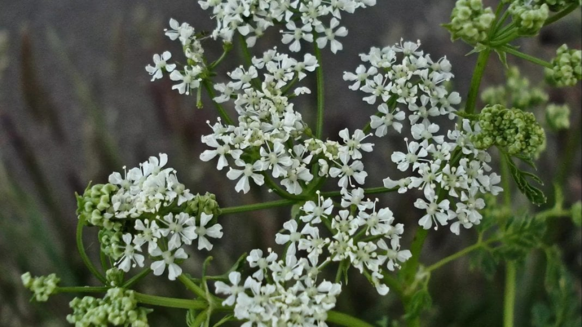 resim-2025-07-12-031925825