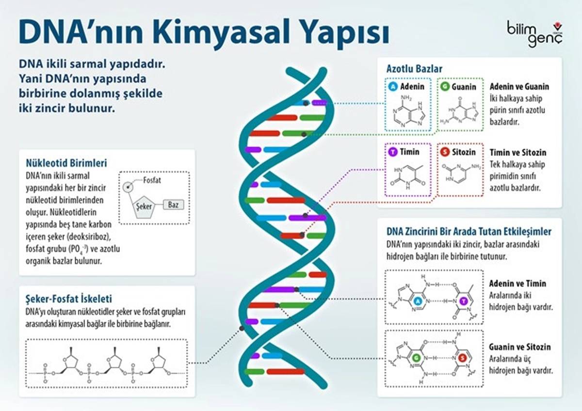 dna-nedir-ne-ise-yarar