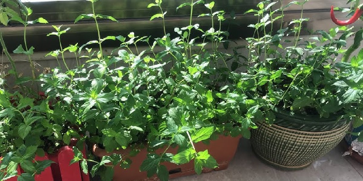 saksida-nane-yetistirmek