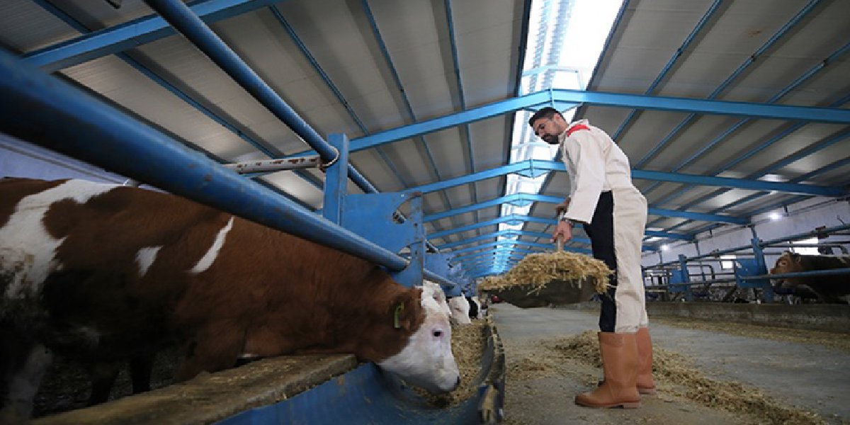 yasin-karadag-hayvancilik