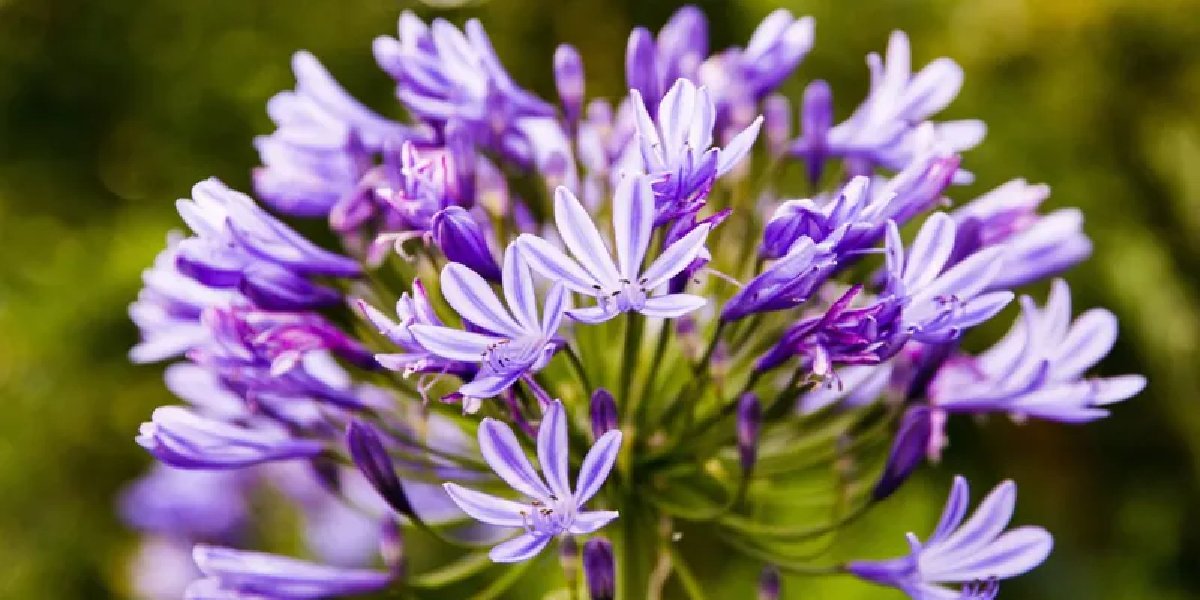 tulbaghia-purpurea-hasere.jpg