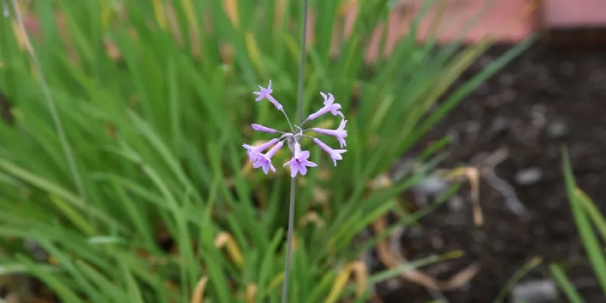 tulbaghia-purpurea.jpg