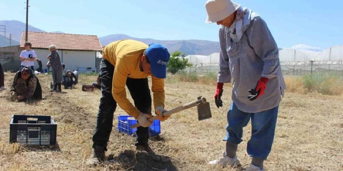 antalyada-safran-sogani-uretimi-1