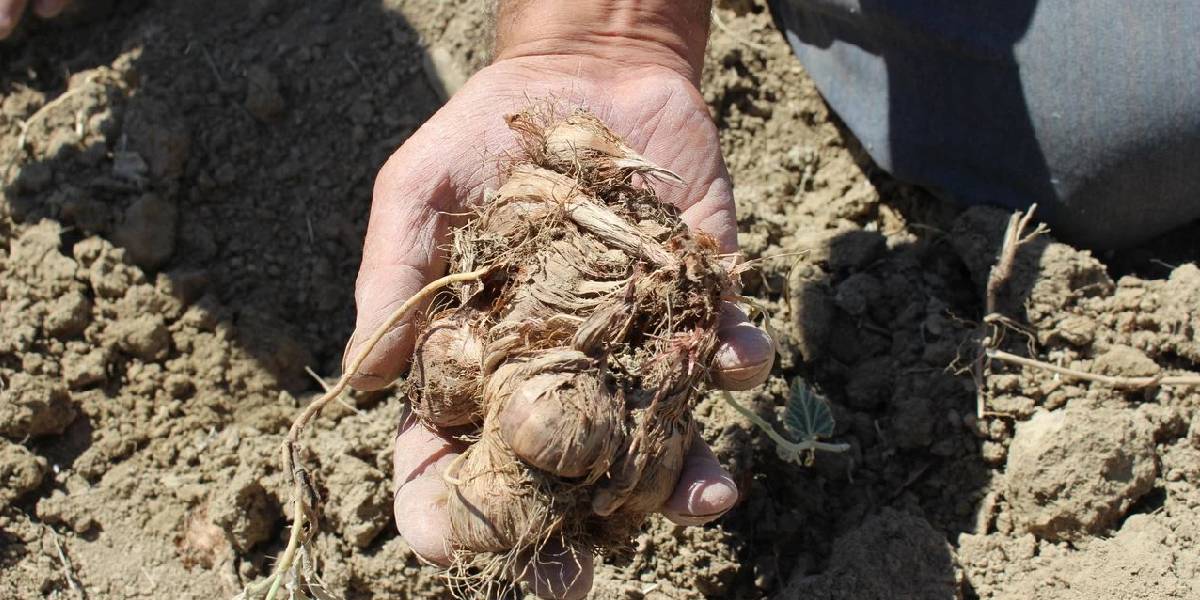 antalyada-safran-sogani-uretimi-2