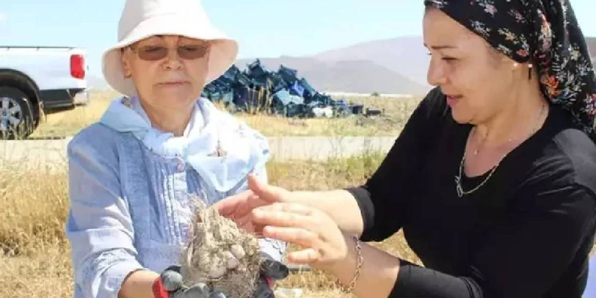 antalyada-safran-sogani-uretimi-3