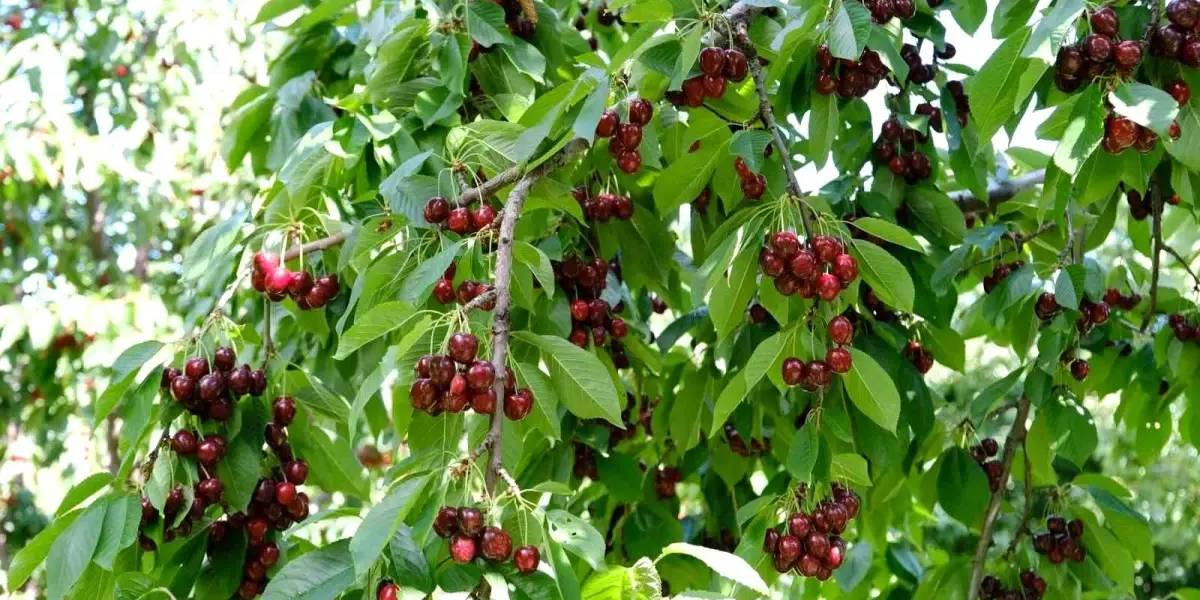 erzincanda-kiraz-hasadi-1-001