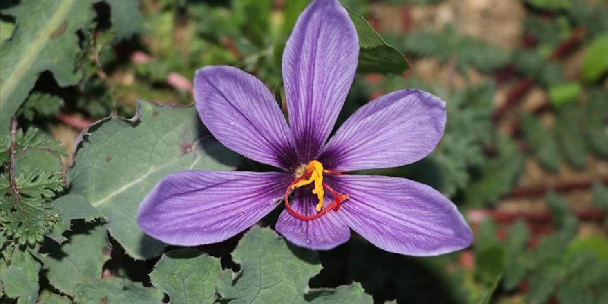 karabukte-safran-nobeti-2