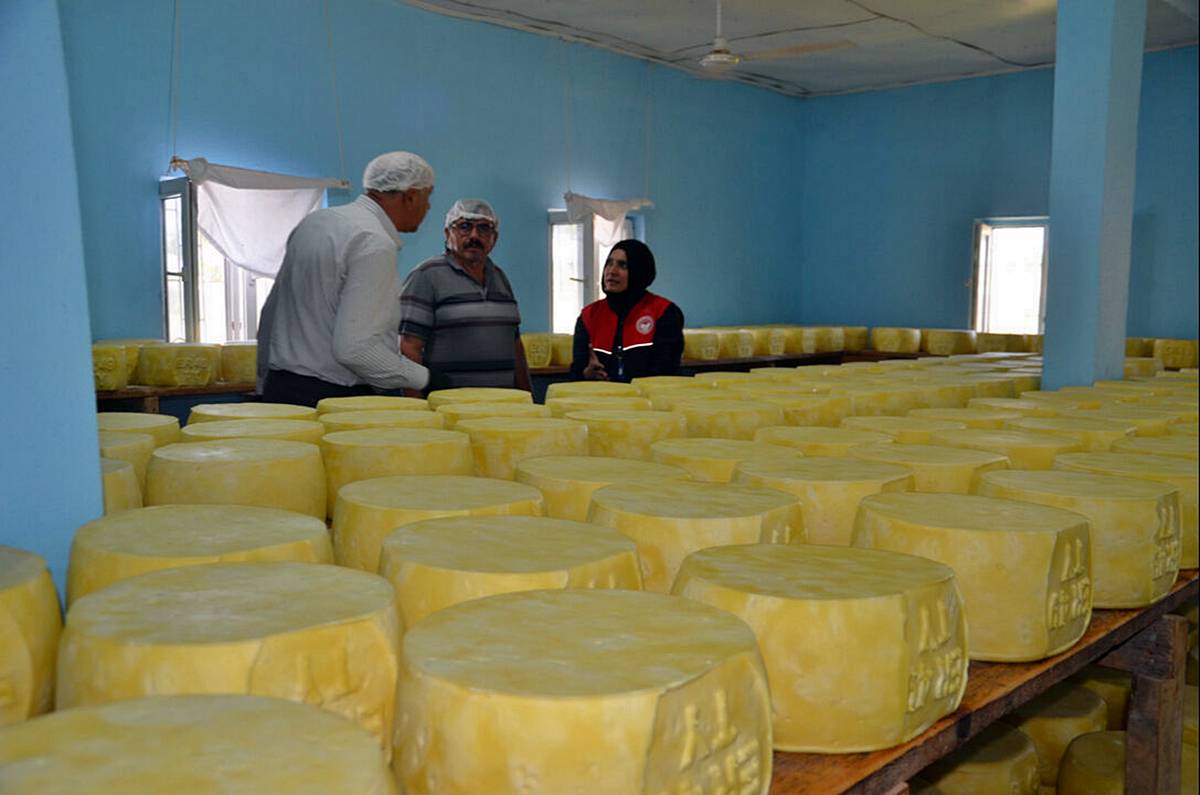 mus-cografi-isaretli-eski-kasar-peyniri-1