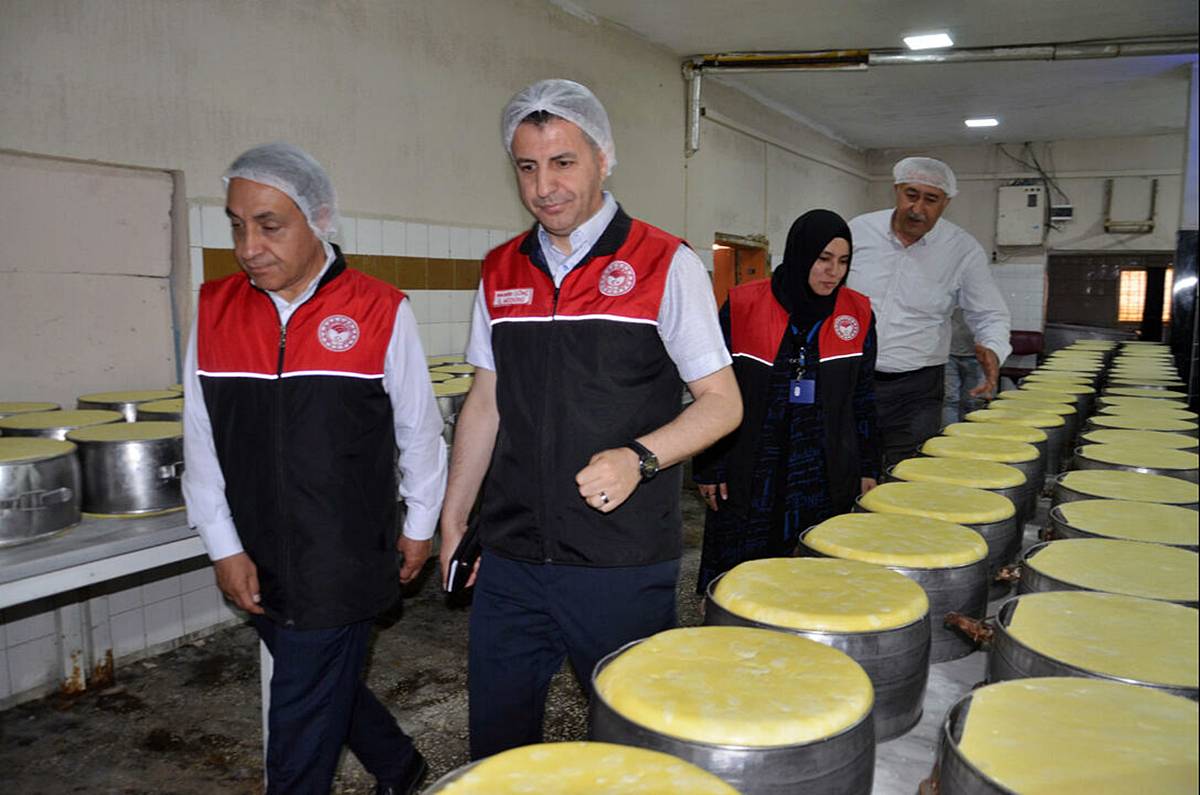 mus-cografi-isaretli-eski-kasar-peyniri-3