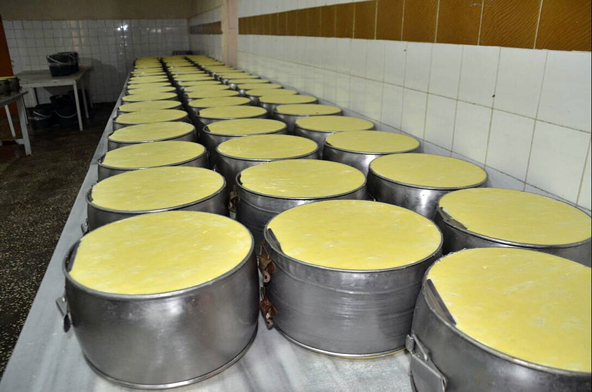 mus-cografi-isaretli-eski-kasar-peyniri-5