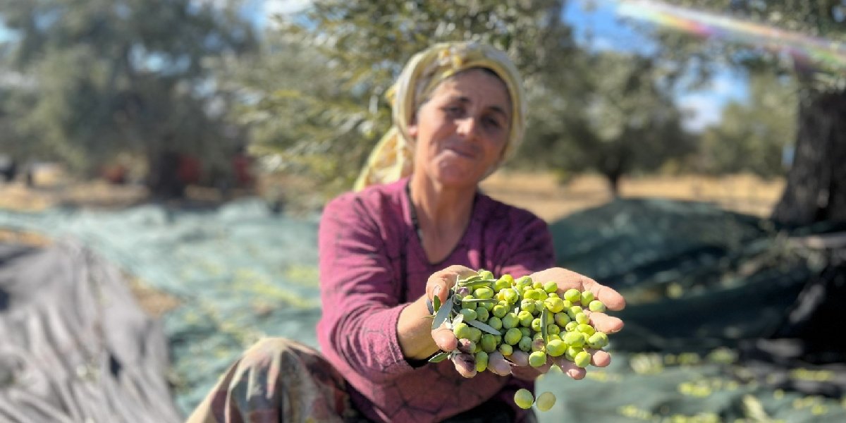 zeytin-hasadi.jpg