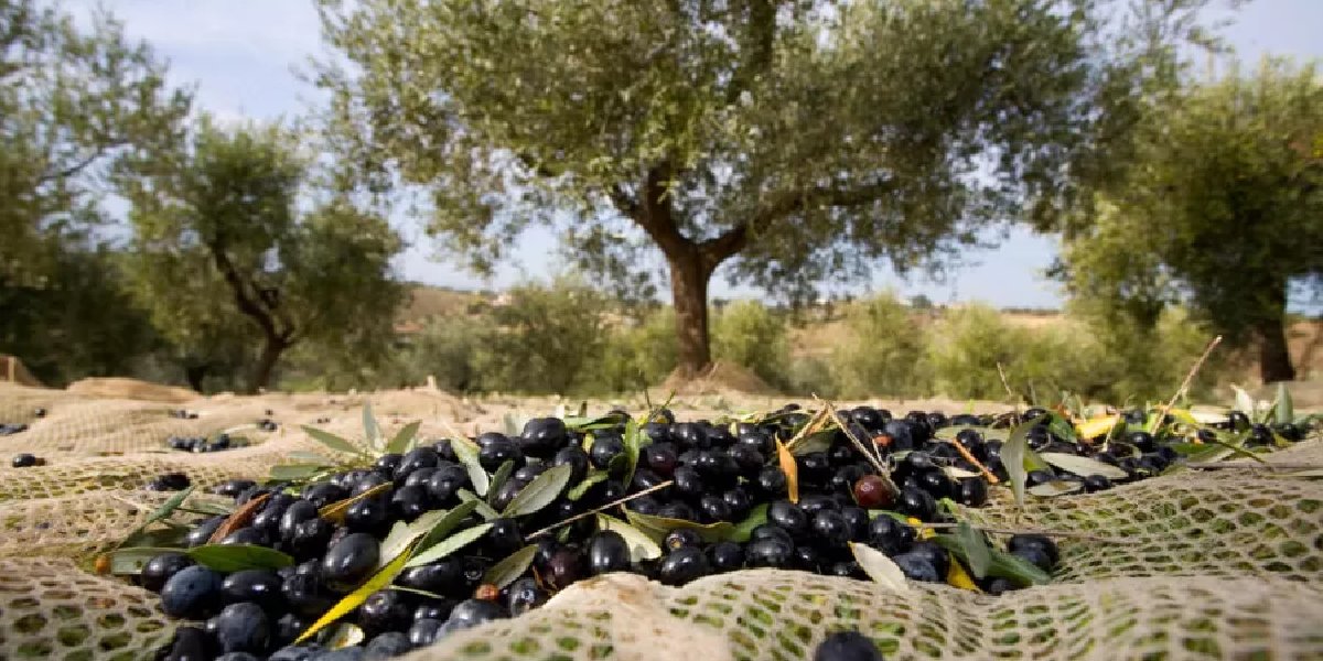 zeytin-uretim-1.jpg