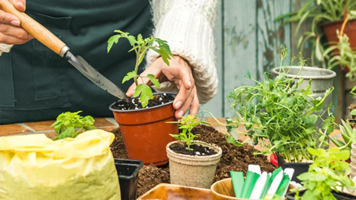 evde-bitki-yetistirme-teknikleri-1200x675