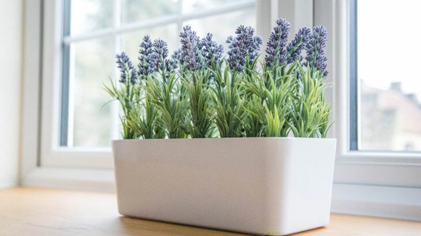 lavanta-1-1200x675-xmdp