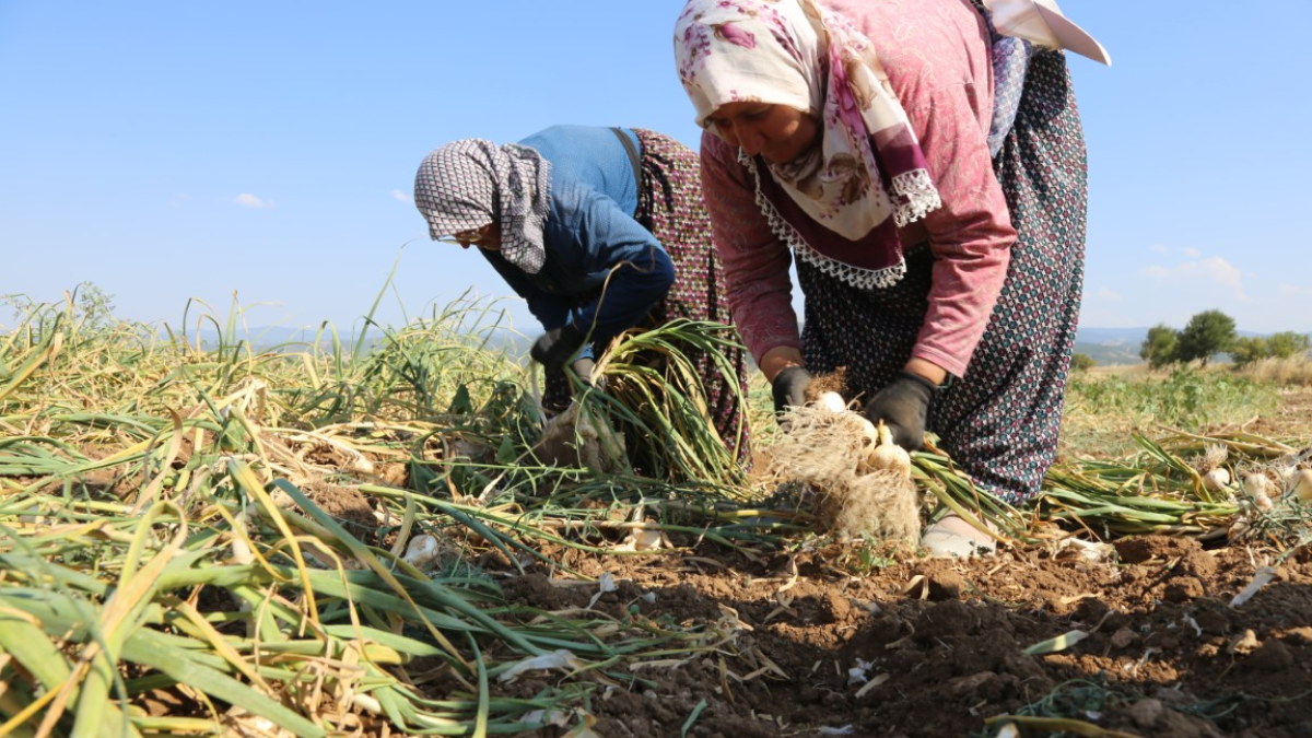 resim-2025-07-17-012244484