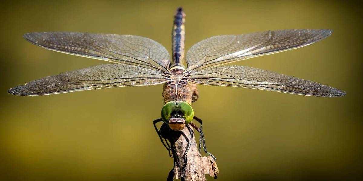 nesli-tukenen-yusufcuk-1