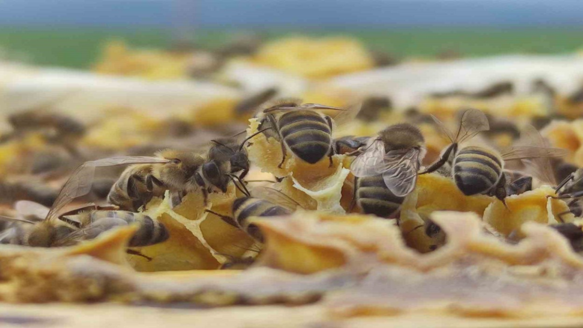 resim-2025-07-18-115229570