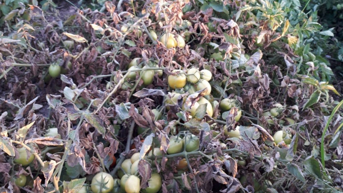 resim-2025-07-18-161156308