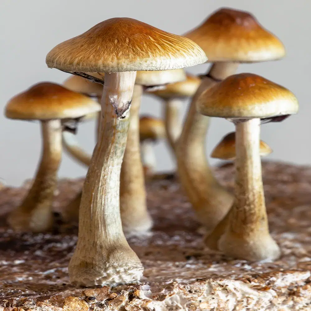 golden-teacher-mushrooms-spores-1000x1000-1.webp